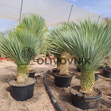 Yucca Rostrata Nacional EXTRA