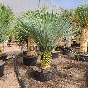 Yucca Rostrata Nacional EXTRA