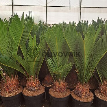 2026 Rezervace / CYCAS REVOLUTA - Cykas revoluta