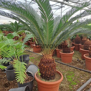 2026 Rezervace / Cykas revoluta 10lt / Cycas Revoluta