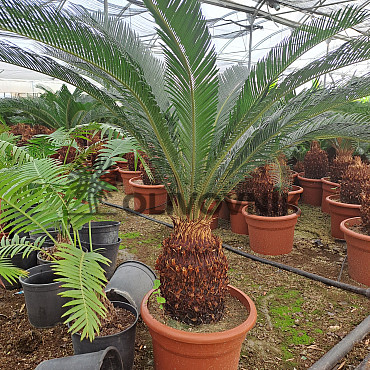 CYCAS REVOLUTA - Cykas revoluta
