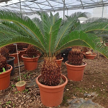 2026 Rezervace / Cykas revoluta 10lt / Cycas Revoluta