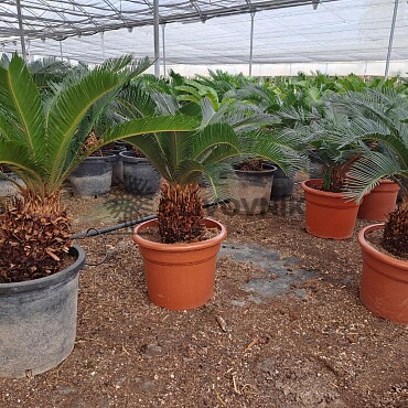 2026 Rezervace / Cykas revoluta 10lt / Cycas Revoluta