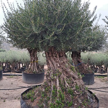 Olivovník Evropský - Bonsai Lechin Grande