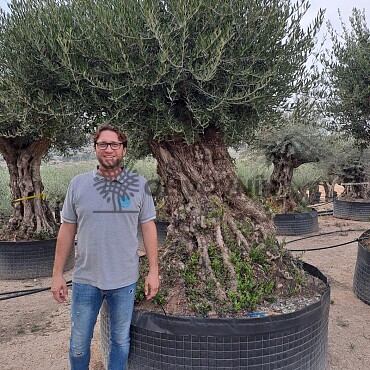 Olivovník Evropský - Bonsai Lechin Grande