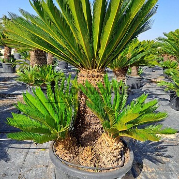 Cykas Revoluta - Cycas Revoluta