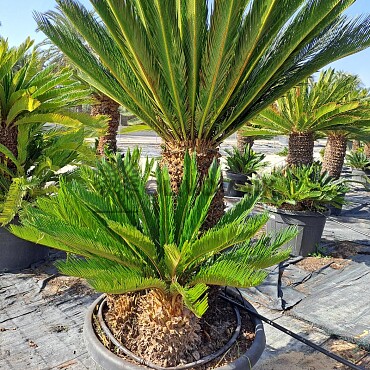 Cykas Revoluta - Cycas Revoluta