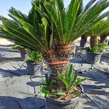 Cykas Revoluta - Cycas Revoluta