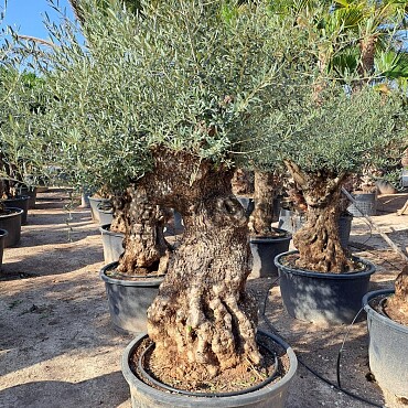 Olivovník Evropský - Bonsai