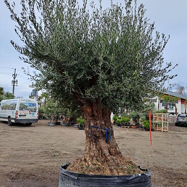 Olivovník Evropský - Bonsai Lechin Grande