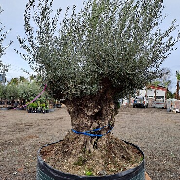 Olivovník Evropský - Bonsai Lechin Grande