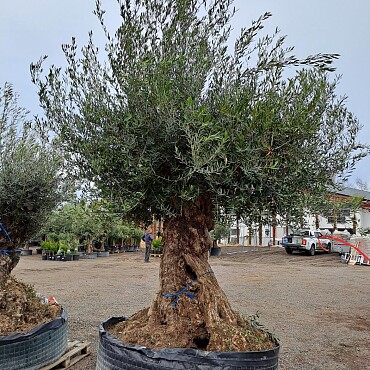 Olivovník Evropský - Bonsai Lechin Grande