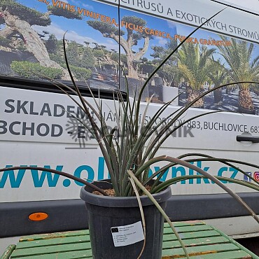 Hesperaloe Parviflora - Yuka červená