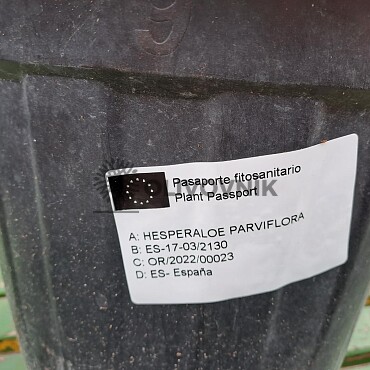 Hesperaloe Parviflora C25/10Lt