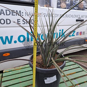 Hesperaloe Parviflora C25/10Lt