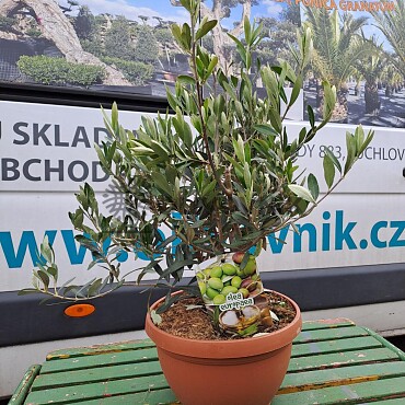 Olivovník Evropský - BOWL 6lt