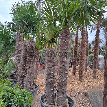 Trachycarpus Fortunei - dvojkmen, trojkmen - AKCE