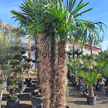 Trachycarpus Fortunei - dvojkmen, trojkmen - AKCE