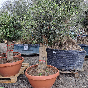 Olea Europaea Bonsai Joven T90 - 180/210cm