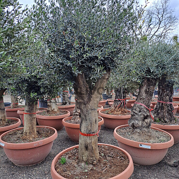 Olivovník Evropský - Bonsai Joven T90 - 180/210cm