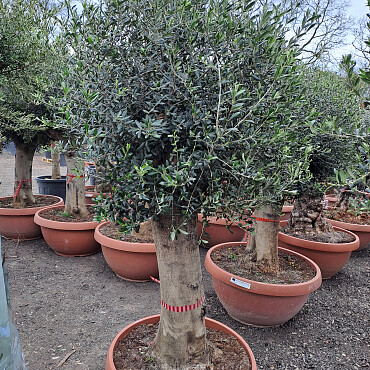 Olivovník Evropský - Bonsai Joven T90 - 180/210cm