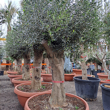 Olea Europaea Bonsai Joven T90 - 180/210cm