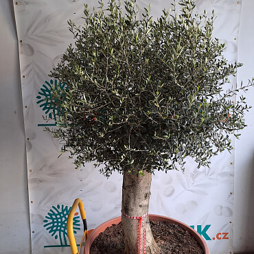 Olivovník Evropský - Bonsai Joven T90 - 180/210cm