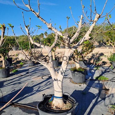 FICUS CARICA - Fíkovník / 150lt