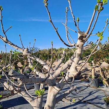 FICUS CARICA - Fíkovník 150lt