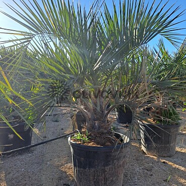 BUTIA CAPITATA 70Lt