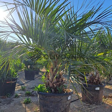 BUTIA CAPITATA 15lt