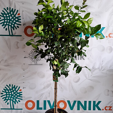 Citrusy 15Lt / (140/160cm)