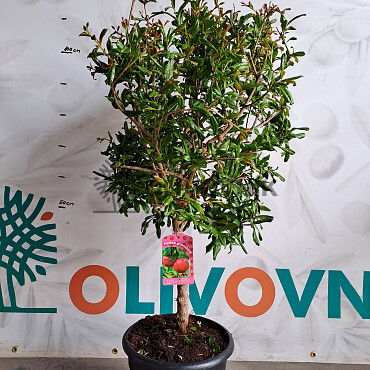 Granátové jablko (PUNICA GRANATUM) - 16Lt, 25Lt
