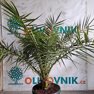 PHOENIX CANARIENSIS 180/220cm