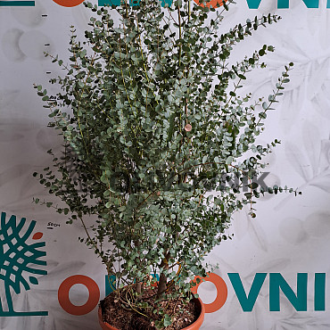 EUCALYPTUS GUNNI / 120cm, 25Lt