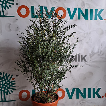 EUCALYPTUS GUNNI / 120cm, 25Lt