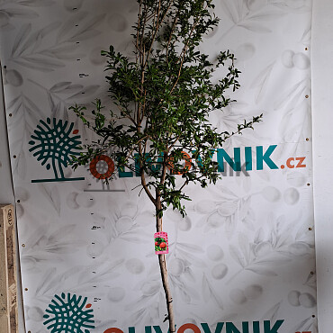 Granátové jablko (PUNICA GRANATUM) - 16Lt, 25Lt