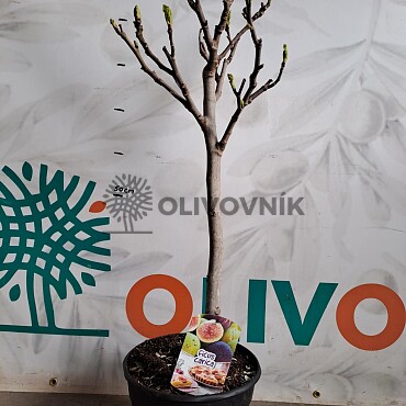 FICUS CARICA - Fík 7,5l, 10l, 12l - BROWN TURKEY