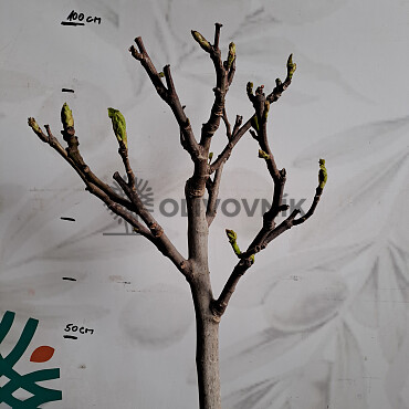 FICUS CARICA - Fík 10lt Cuello Dama Blanca / Brown Turkey