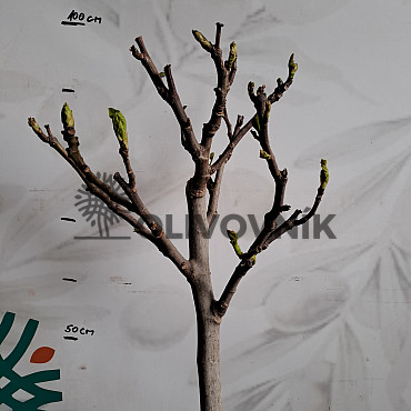 FICUS CARICA - Fík 10lt, 12lt - BROWN TURKEY