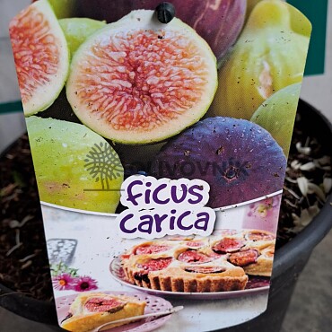 FICUS CARICA - Fík 10lt Cuello Dama Blanca / Brown Turkey