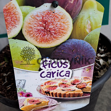 FICUS CARICA - Fík 10lt, 12lt - BROWN TURKEY