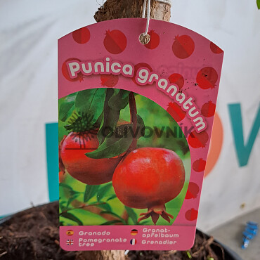 Granátové jablko (PUNICA GRANATUM) - 16Lt, 25Lt
