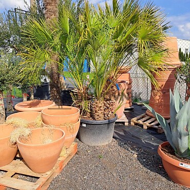 Chamaerops Humilis - Grupo - 3/7kmenu