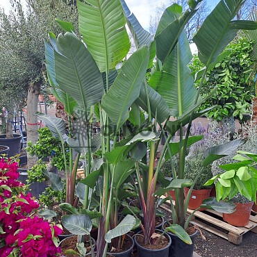 2026 Rezervace / Strelitzia Augusta EXTRA - 35lt