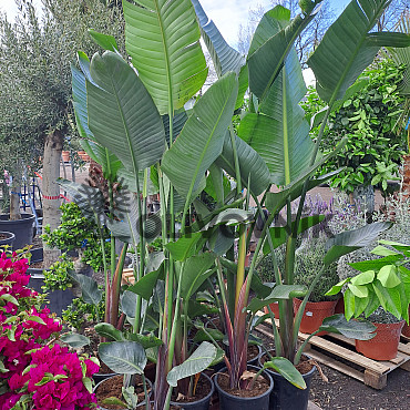 Strelitzia Augusta EXTRA