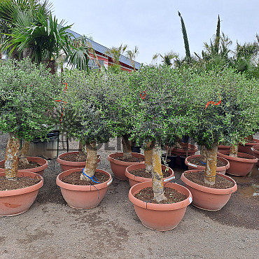 Olea Europaea Bonsai Joven T72-75 - 140/160cm