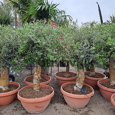 Olivovník Evropský - Bonsai Joven T72-75 - 140/160cm / TOP CENA