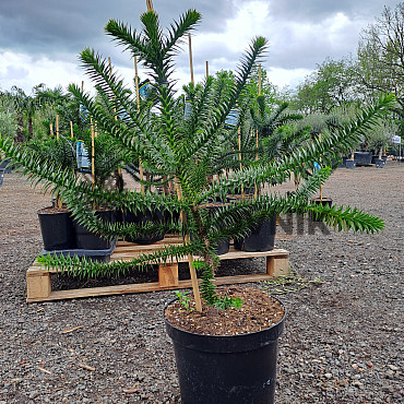 ARAUCARIA ARAUCANA / BLAHOČET ČILSKÝ