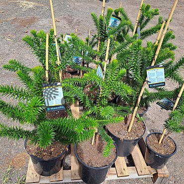 ARAUCARIA ARAUCANA / BLAHOČET ČILSKÝ